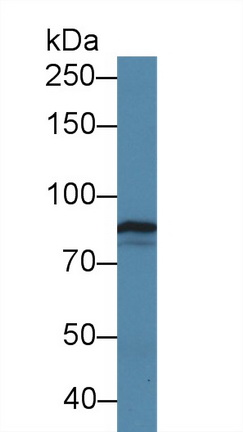10337