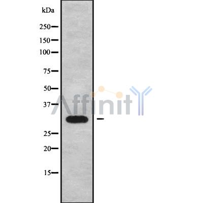 Валидация Affinity DF9308 - 21772