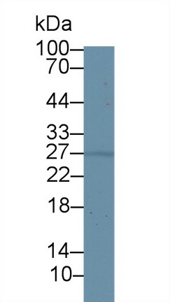 14426