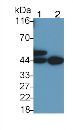 22763