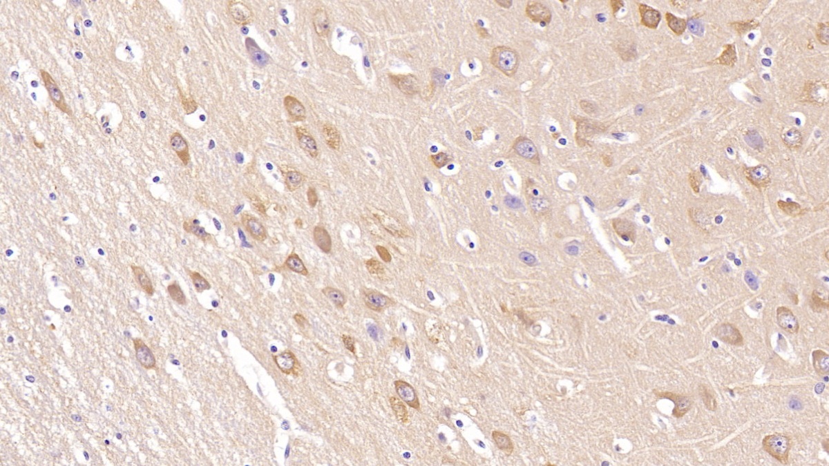 19404