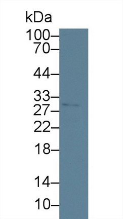 10543