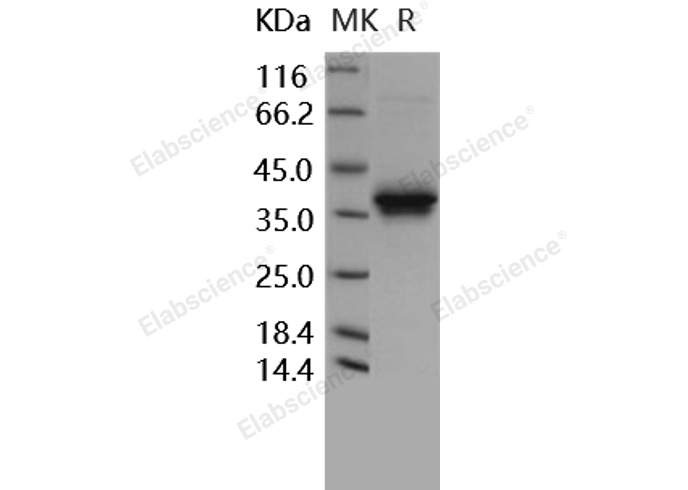 Валидация Elabscience PKSH031611(2273)