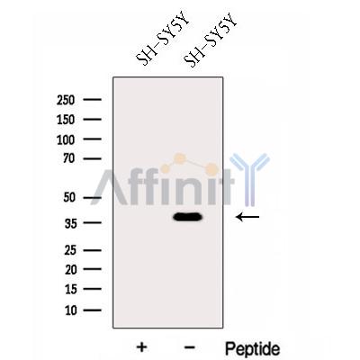 Валидация Affinity DF13020 - 7825