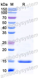 Валидация SDS-PAGE - AntibodySystem RHB90701
