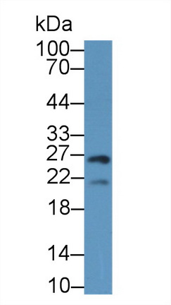 12671