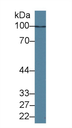 12517