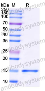 Валидация SDS-PAGE - AntibodySystem RHE22001