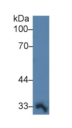 14205