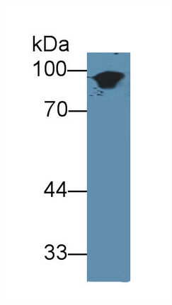 8446