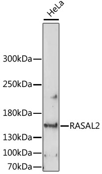 Валидация Elabscience E-AB-65206