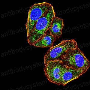Валидация IF - AntibodySystem RHE16202