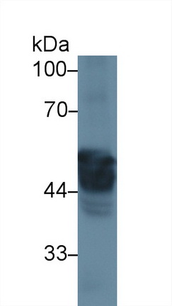 13316