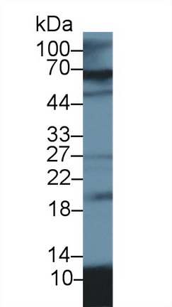 9981