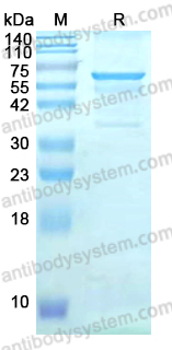 YVV44901, SDS-PAGE