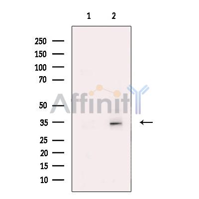 Валидация Affinity DF13316 - 8477