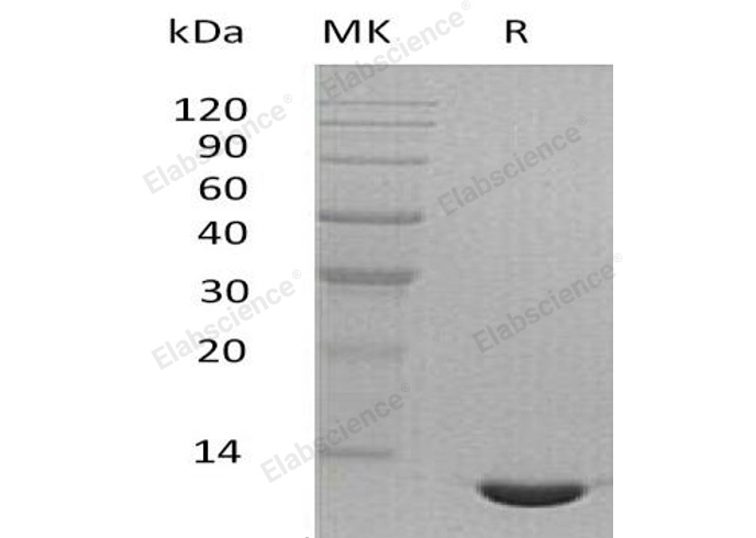 Валидация Elabscience PKSM040981(4918)