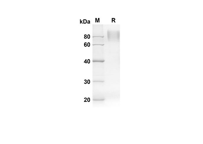 Валидация Elabscience PDMH100258(881)