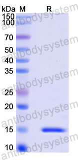 Валидация SDS-PAGE - AntibodySystem RXX13702