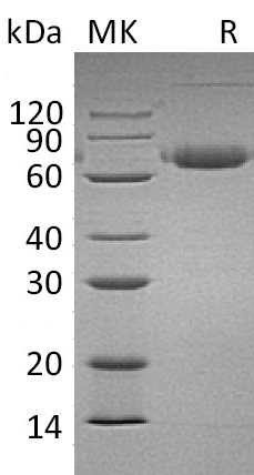 Валидация Elabscience PKSM041290(5186)
