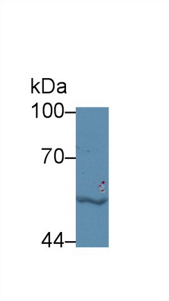 9131