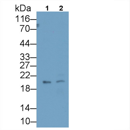10476