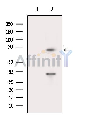 Валидация Affinity DF9446 - 22020