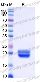 AHA70801, SDS-PAGE