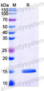 Валидация SDS-PAGE - AntibodySystem RXX10107