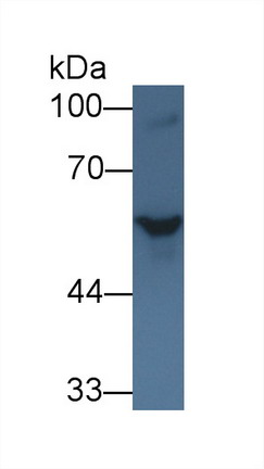 8651