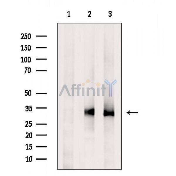 Валидация Affinity DF5079 - 16994