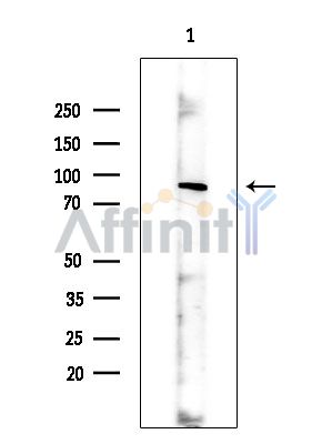 Валидация Affinity DF15359 - 11665