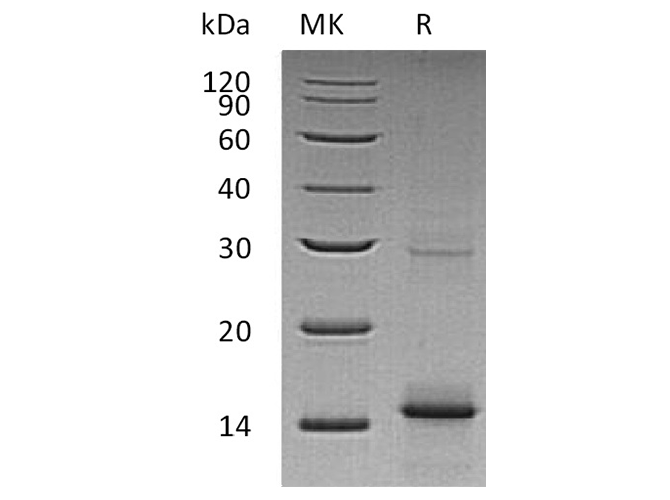 Валидация Elabscience PKSH033660(3944)