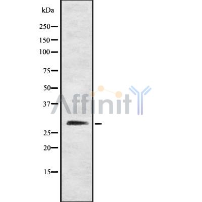 Валидация Affinity DF8448 - 20326