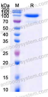 EHD46602, SDS-PAGE