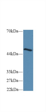 14572