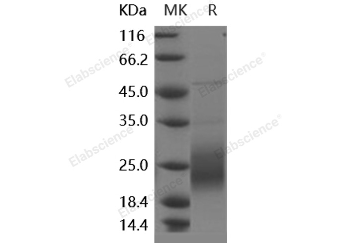 Валидация Elabscience PKSH031982(2553)