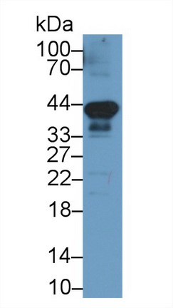 62671