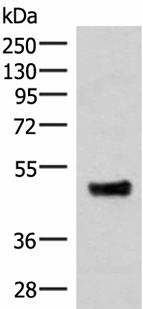 Валидация Elabscience E-AB-52043