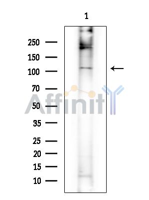Валидация Affinity DF14925 - 11097