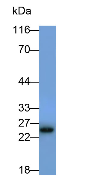 31815