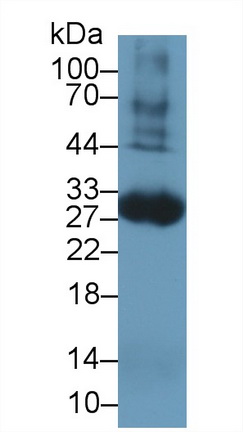 9686