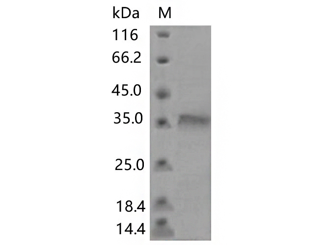 Валидация Elabscience PKSV030462(6184)