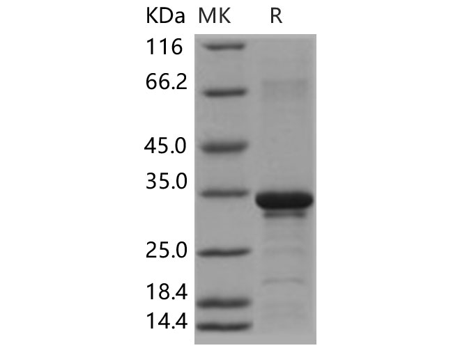 Валидация Elabscience PKSH031463(2164)