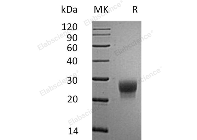 Валидация Elabscience PKSM041034(4964)