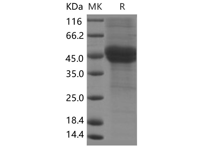 Валидация Elabscience PKSH031488(2185)