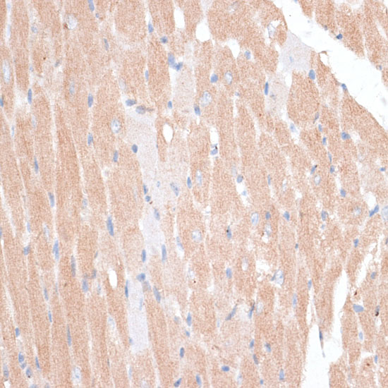 Валидация Elabscience E-AB-66832