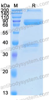 Валидация AntibodySystem AHH01901