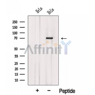 Валидация Affinity DF12648 - 7291