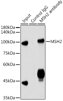 Валидация Elabscience E-AB-92378